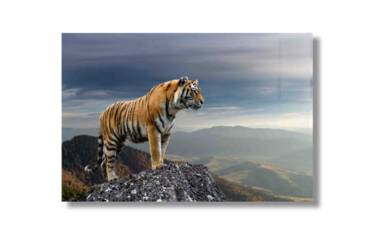 Tiger on the edge