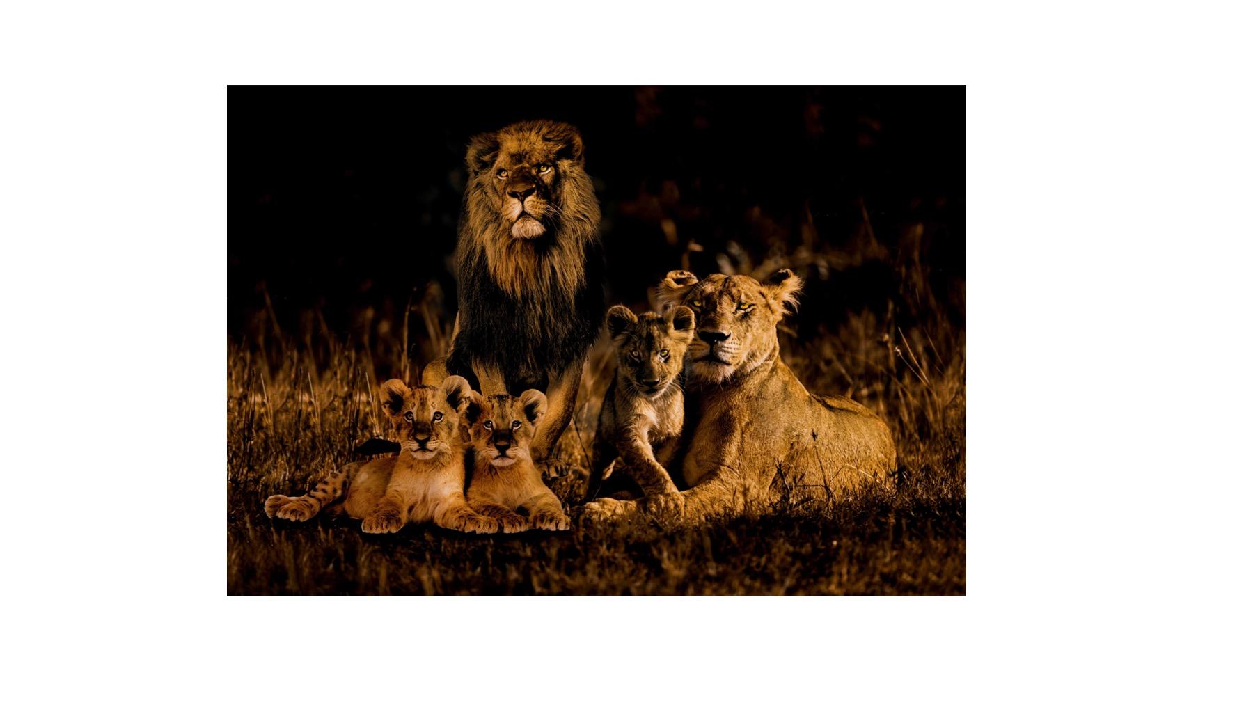 Lion family 2.0 Painting